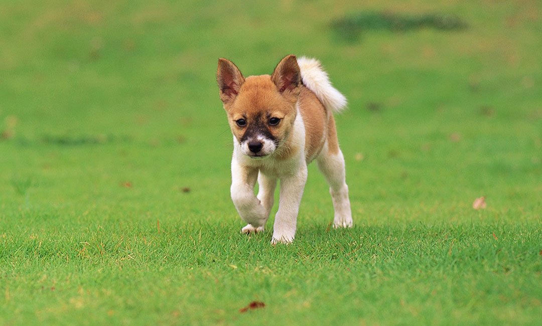 银川叮叮宠物商业计划书案例